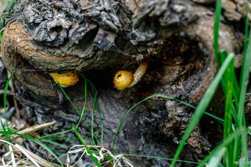 Wood mushrooms on the tree in the forest.