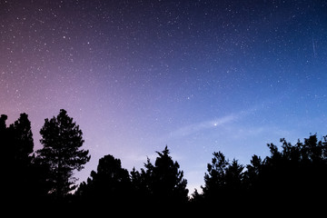 Silhouette of forest with starry sky in background