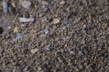 Tetramorium caespitum