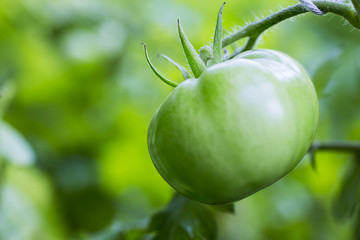 Green tomato on a plant