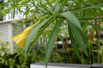 Yellow oleander キバナキョウチクトウ 黄色い花