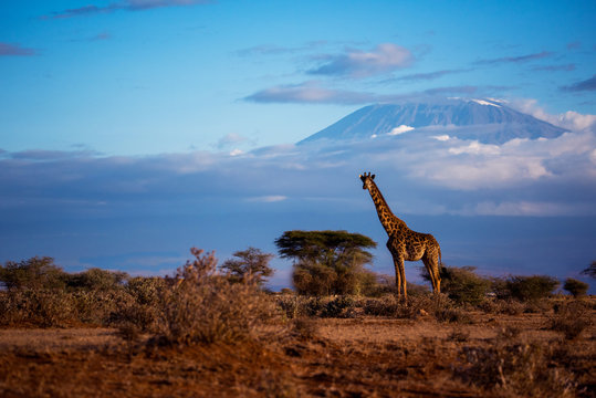 A giraffe scape against the mt. kilimanjaro in Kenya.