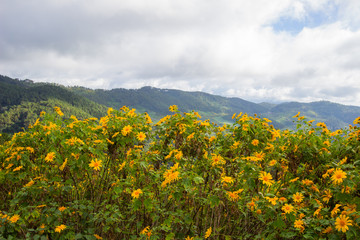Mexican Sunflower(Bua Tong) hills of Doi Mae U-Kho in Khun Yuam district,Mae Hong Son,Northern Thailand.Blooming in November and December.