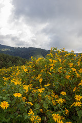 Mexican Sunflower(Bua Tong) hills of Doi Mae U-Kho in Khun Yuam district,Mae Hong Son,Northern Thailand.Blooming in November and December.