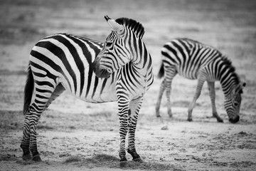 Fototapeta na wymiar zebras from Amboseli national park, Kenya