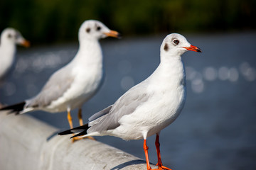 Brown-headed gulls standing in a row at Sukta Bridge,Bang Poo,Samut Prakarn province,Thailand.