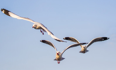 Brown-headed gulls in flight at Bang Poo,Samut Prakarn province,Thailand.