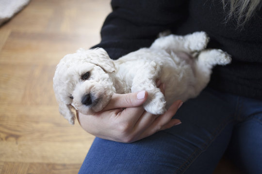 Midsection of woman holding puppy while sitting on hardwood floor at home