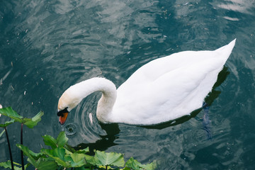 Beautiful white swan in the pond