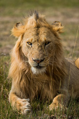 Obraz na płótnie Canvas An African Lion at Masai Mara, Kenya