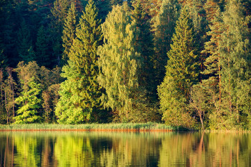 Obraz premium Forest reflects in the calm water of the lake