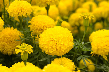 Marigold flowers With background blurred