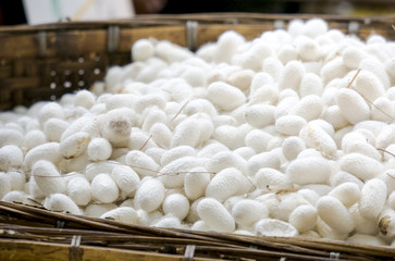 silk worm silk worm cocoons in white and yellow nests