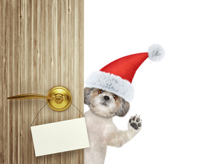 Cute shitzu dog in red christmas santa claus hat looking out the door entrance at home with empty card. Isolated on white