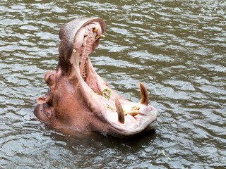 Close up of One Hippo swimming in the pond and opening mouse