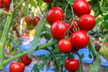 Fresh tomato on the stem in the garden.