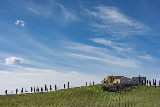 Azienda agricola con fila di cipressi nell'entroterra Siciliano, Italia