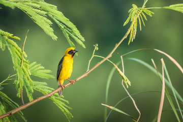 Asian Golden Weaver