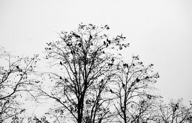 crows roosting in a winter tree with white sky