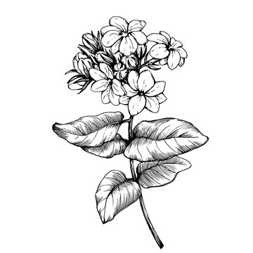 Graphic the branch of Jasmine plant (Jasminum sambac, Arabian jasmine) with flowers and leaves. Black and white outline illustration hand drawn work, isolated on white background.