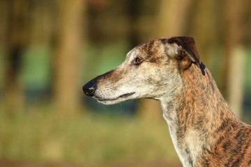 Galgo blickt in die Ferne