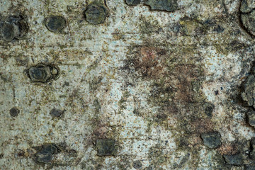 bark texture background