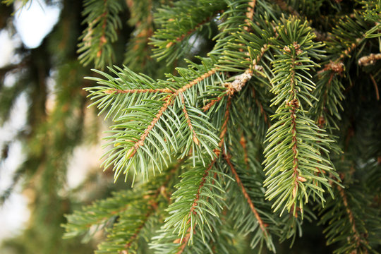 Green branches of pine or spruce