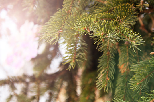 Green branches of pine or spruce