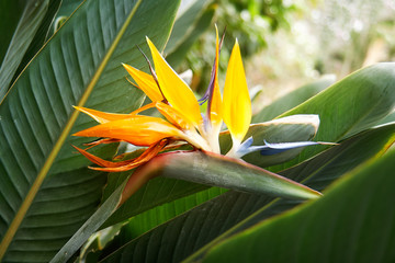 Strelitzia flower (Strelitzia reginae) also known as crane flower and bird of paradise