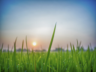 Obraz premium a selective focus picture of organic rice field in the morning sunrise sky