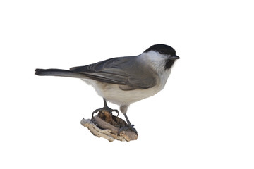 isolate marsh tit (Poecile palustris)