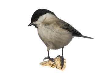 isolate marsh tit (Poecile palustris)