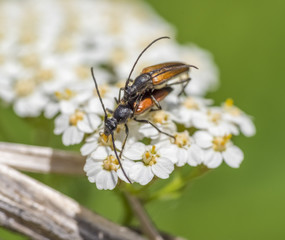 copulating longhorn beetles