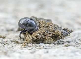 dung beetle closeup