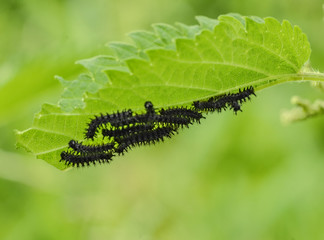 european peacock caterpillars