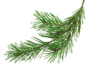 Pine branch is isolated without a shadow. Close-up. Christmas. New Year.