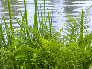 green riverine vegetation