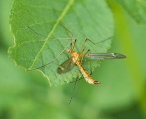 Fototapeta premium Crane fly on green leaf