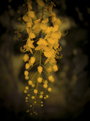 Cassia Flower in summer,Golden flower with vintage style background