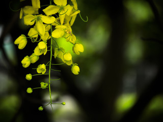 Cassia Flower in summer,Golden flower