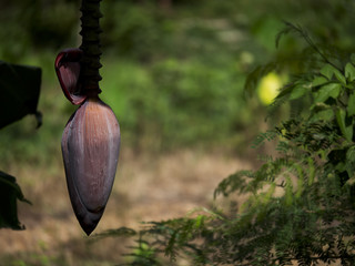 The banana fblossom in the garden