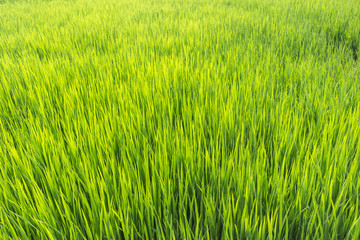 Green leaves of rice plant