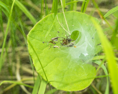 funnel-web spider