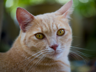 Portrait of a beautiful Ginger cat,Yellow cat relaxing closeup