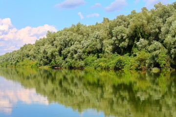 Reflection of weeping willow trees in water. Shoreline of tributary of calm Danube river in sunny summer day