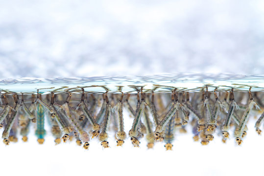 Mosquito larvae in water on white background.