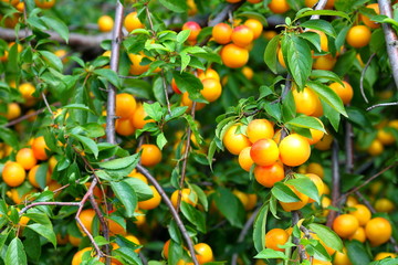 Shiny fresh yellow mirabelle plums fruit on tree branch in summer time. Fruits and vitamins