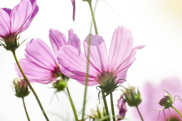 Pink Cosmos Flower Blur with Blur Pattern Background