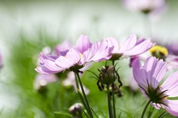 Fototapeta premium Pink Cosmos Flower Blur with Blur Pattern Background