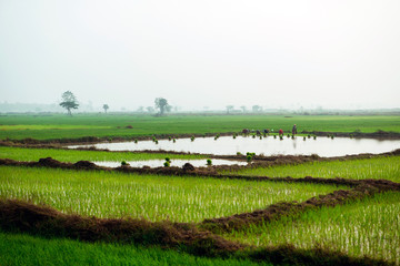 Foggy morning on the rice field. Early morning landscape of rice field in Myanmar